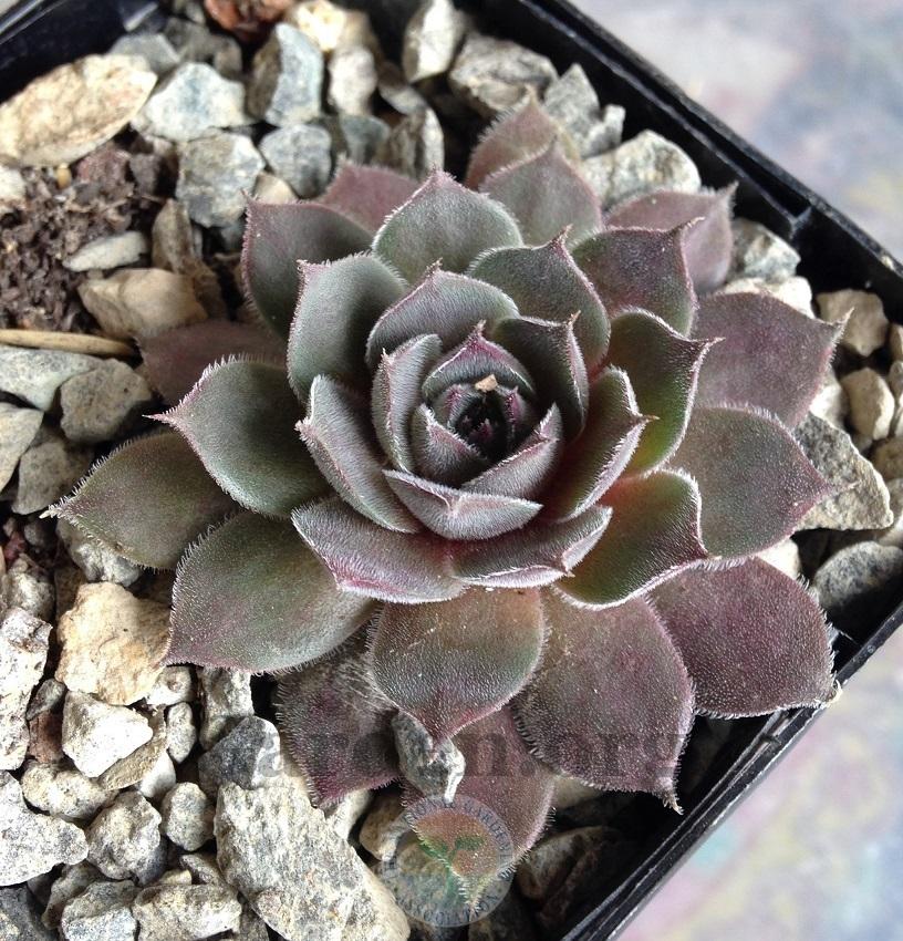 Photo of Hen and Chicks (Sempervivum 'Engle's 13-2') uploaded by webesemps