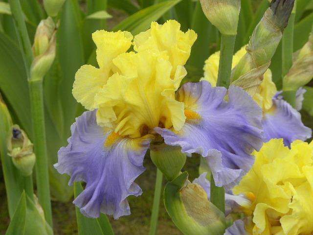 Photo of Tall Bearded Iris (Iris 'Swedish Lullaby') uploaded by SassyCat