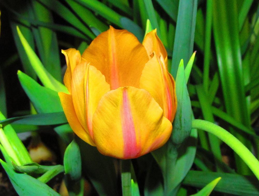 Photo of Tulip (Tulipa 'Jenny') uploaded by jmorth