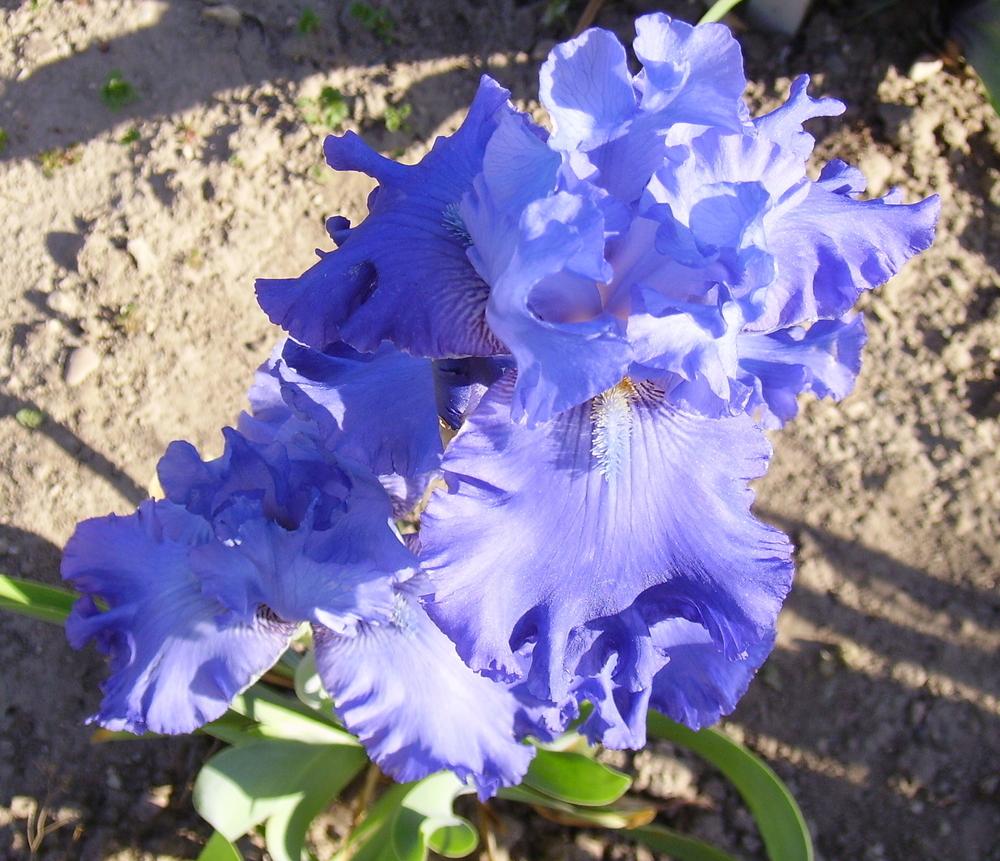 Photo of Tall Bearded Iris (Iris 'Blenheim Royal') uploaded by HemNorth