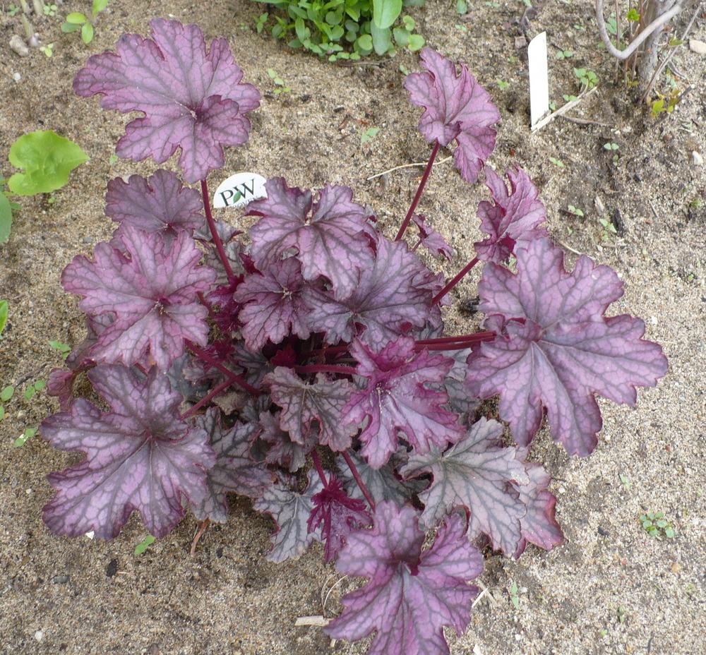 Photo of Coral Bells (Heuchera Dolce® Blackcurrant) uploaded by HemNorth