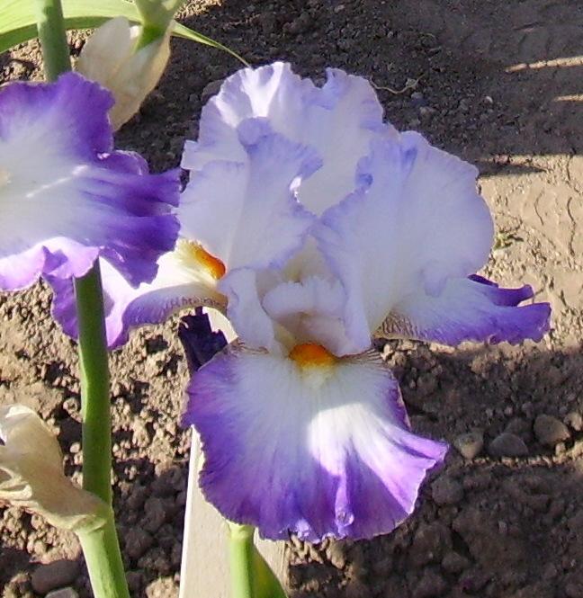 Photo of Tall Bearded Iris (Iris 'Conjuration') uploaded by HemNorth