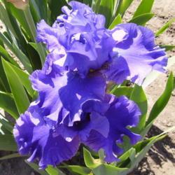 Location: Mrs. Z's Garden, Kelowna B.C. 
Date: 2007-05-30
 1:33 pm. A wonderful rippling blue.