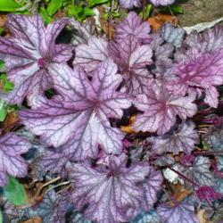 Location: Nora's Garden - Castlegar, B.C.
Date: 2014-05-14
 6:53 pm. Rich colouration: Rose-Purple, Silver, and Blue.