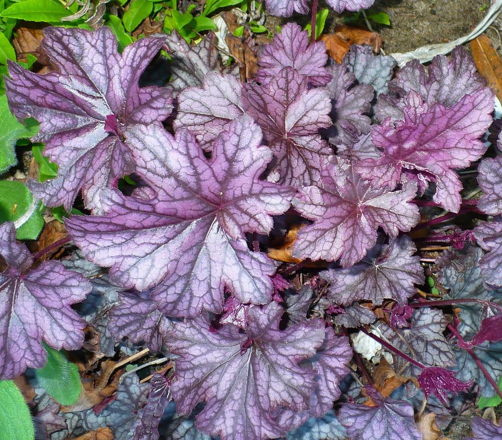 Photo of Coral Bells (Heuchera Dolce® Blackcurrant) uploaded by HemNorth