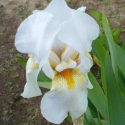 Location: Nora's Garden - Castlegar, B.C.
Date: 2014-05-29
 6:24 pm. A lovely Heritage White Iris.
