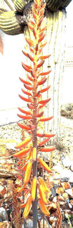 Photo of Aloes (Aloe) uploaded by LizDTM