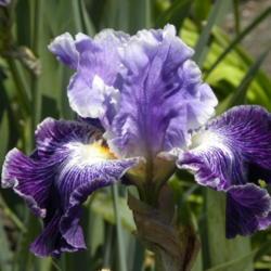 Location: Schreiner's Iris Gardens, Salen, Oregon
Date: 2015-05-18
AIS National Convention, Portland, OR--Iris in Wonderland 2015