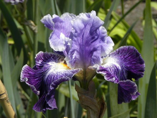 Photo of Tall Bearded Iris (Iris 'Telepathy') uploaded by SassyCat