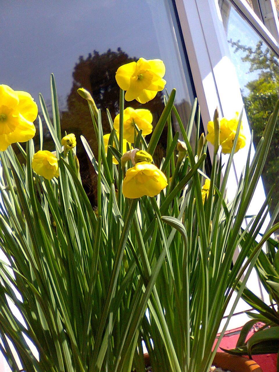 Photo of Jonquilla Daffodil (Narcissus 'Sun Disc') uploaded by greenfingersnew