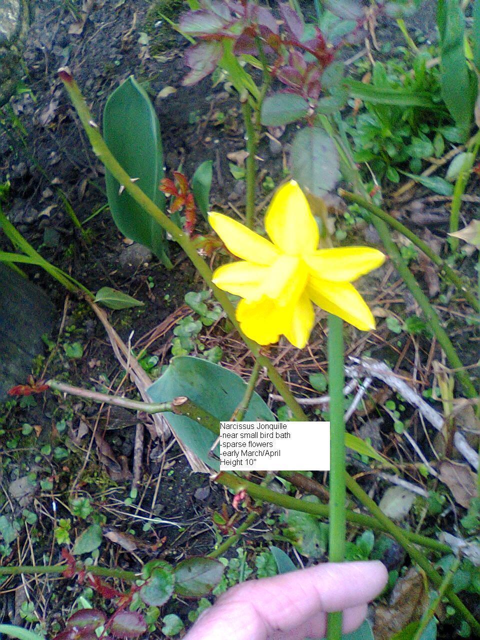 Photo of Species Daffodil (Narcissus jonquilla subsp. jonquilla 'Early Louisiana') uploaded by greenfingersnew