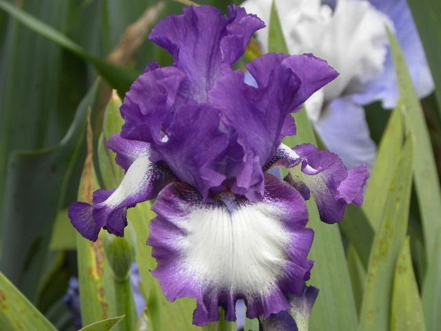 Photo of Tall Bearded Iris (Iris 'Time Alone') uploaded by SassyCat