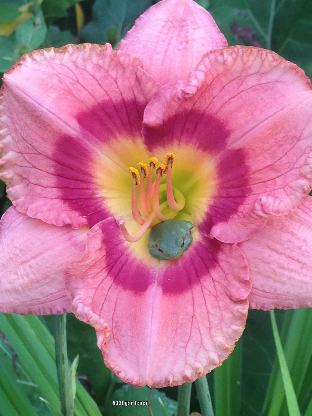 Photo of Daylily (Hemerocallis 'Strawberry Candy') uploaded by crawgarden