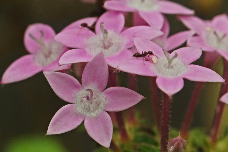 Photo of Star Flower (Pentas lanceolata) uploaded by RuuddeBlock