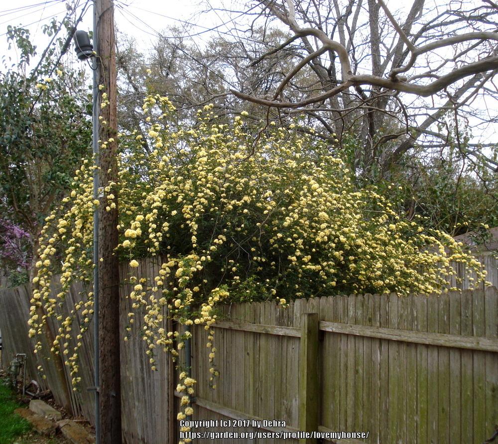 Photo of Lady Banks Yellow (Rosa banksiae 'Lutea') uploaded by lovemyhouse