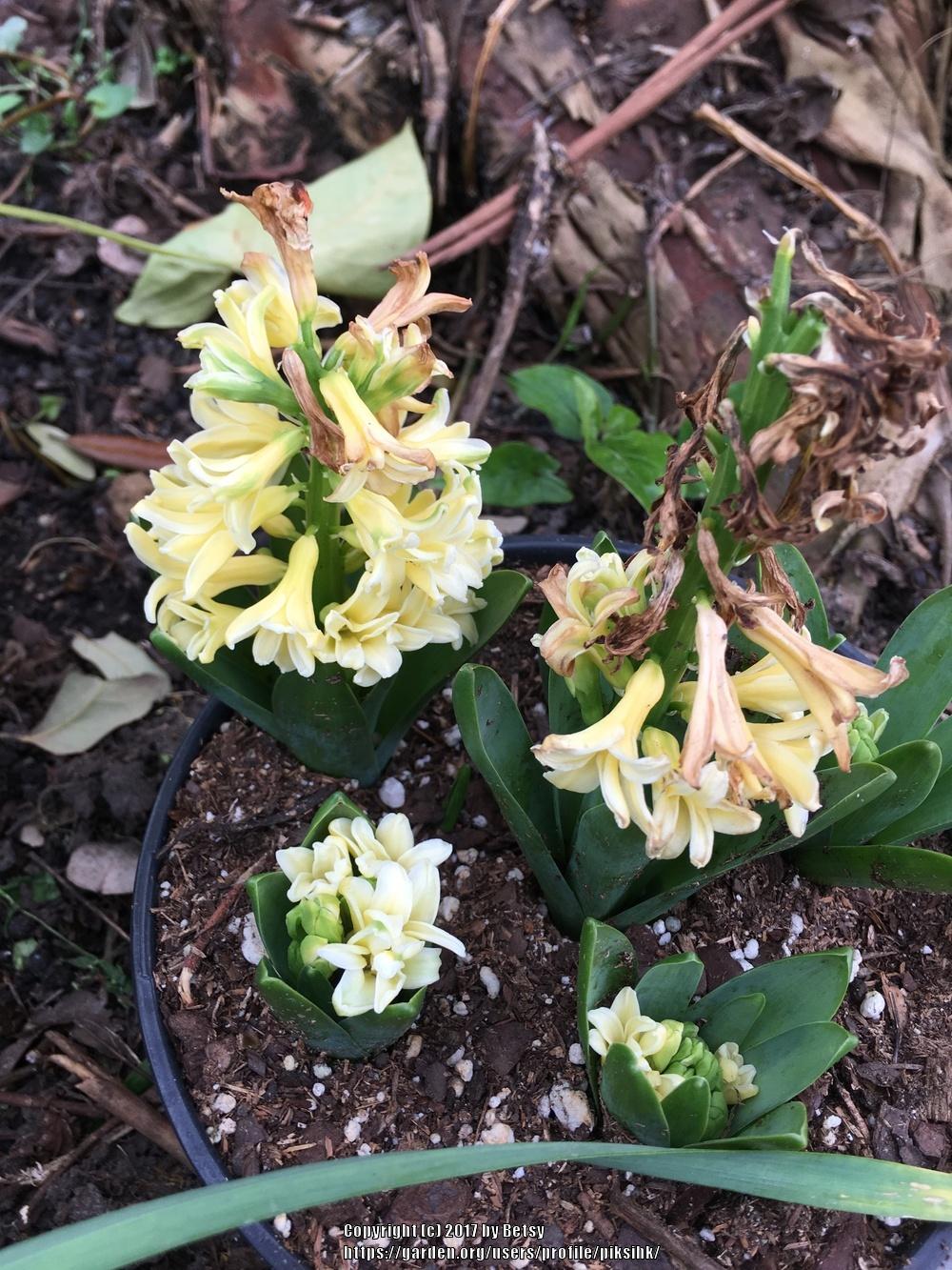 Photo of Hyacinth (Hyacinthus orientalis 'Yellowstone') uploaded by piksihk