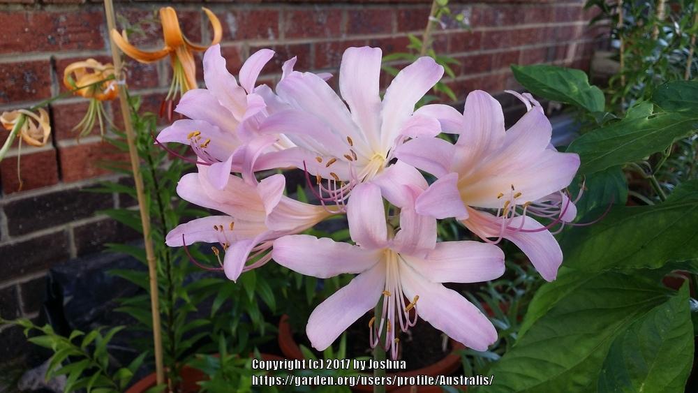 Photo of Surprise Lily (Lycoris squamigera) uploaded by Australis