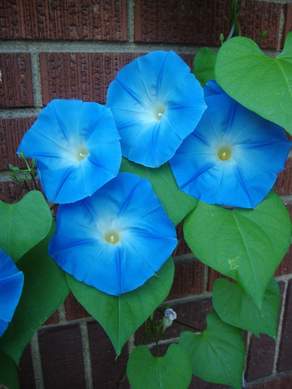 Photo of Morning Glory (Ipomoea tricolor 'Heavenly Blue') uploaded by Paul2032