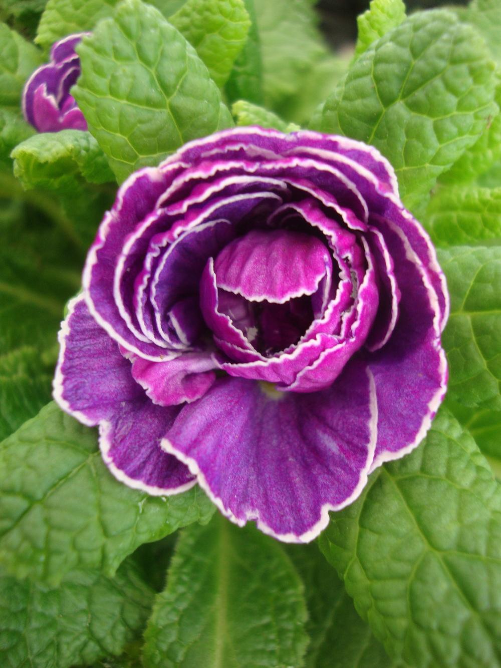 Photo of Primrose (Primula Belarina® Amethyst Ice) uploaded by Paul2032