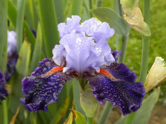 Photo of Tall Bearded Iris (Iris 'Wagging Tongues') uploaded by SassyCat