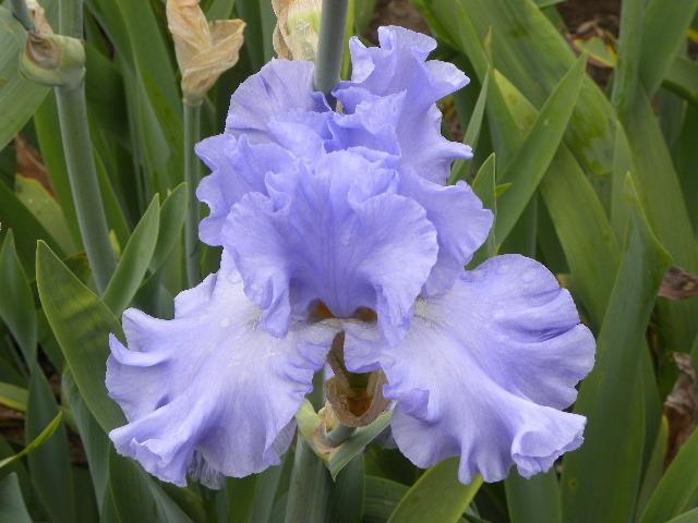 Photo of Tall Bearded Iris (Iris 'Water Waltz') uploaded by SassyCat