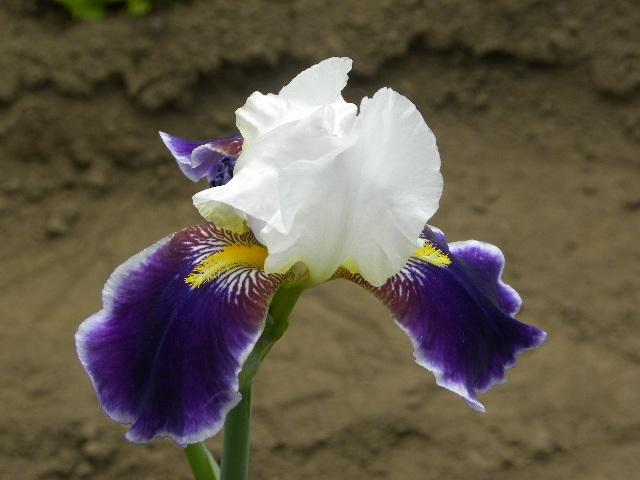 Photo of Tall Bearded Iris (Iris 'Wabash') uploaded by SassyCat