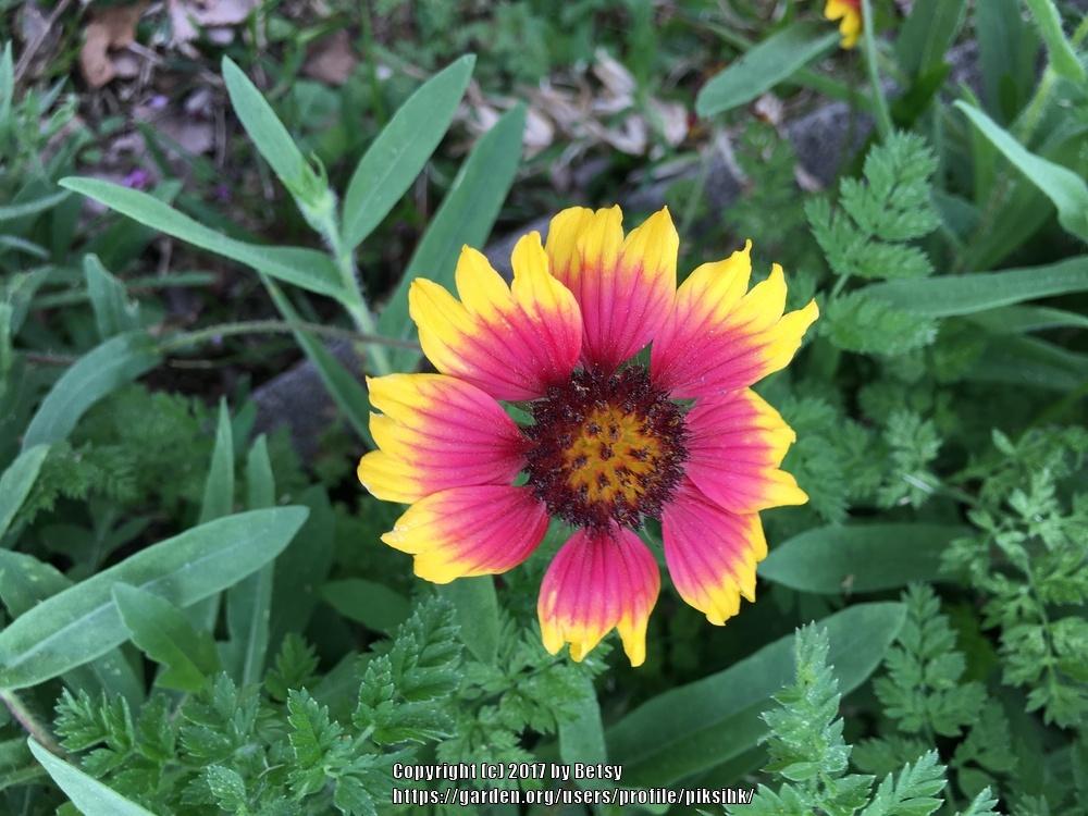 Photo of Blanket Flower (Gaillardia aristata) uploaded by piksihk