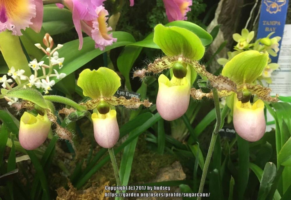 Photo of Slipper Orchid (Paphiopedilum Pinocchio) uploaded by sugarcane