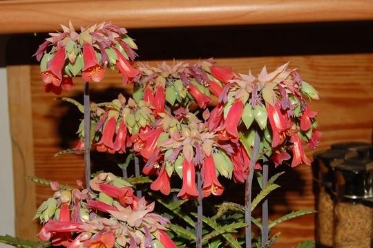 Photo of Mother of Thousands (Kalanchoe 'Houghtonii') uploaded by longk