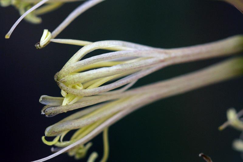 Photo of Sansevieria (Dracaena pearsonii) uploaded by RuuddeBlock
