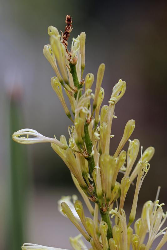 Photo of Sansevieria (Dracaena pearsonii) uploaded by RuuddeBlock