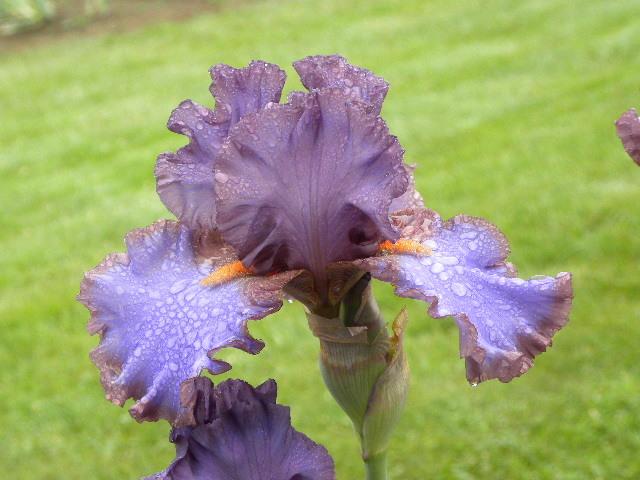 Photo of Tall Bearded Iris (Iris 'Why Cows Gossip') uploaded by SassyCat