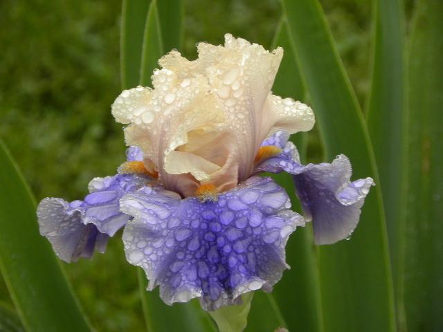 Photo of Tall Bearded Iris (Iris 'Wishes Granted') uploaded by SassyCat