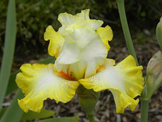 Photo of Tall Bearded Iris (Iris 'Zesting Lemons') uploaded by SassyCat
