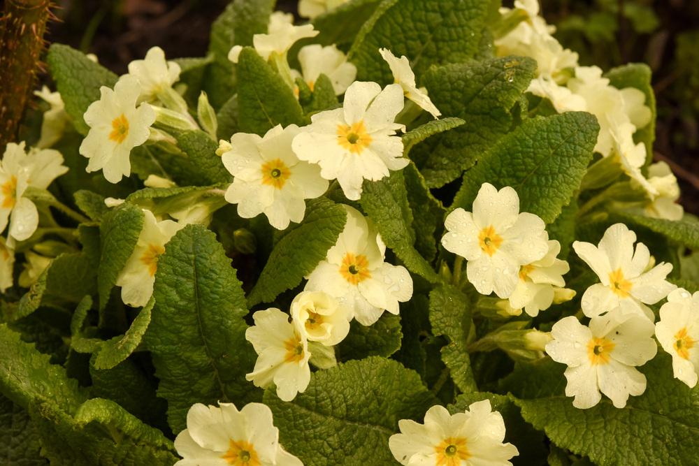 Photo of Primroses (Primula) uploaded by cliftoncat