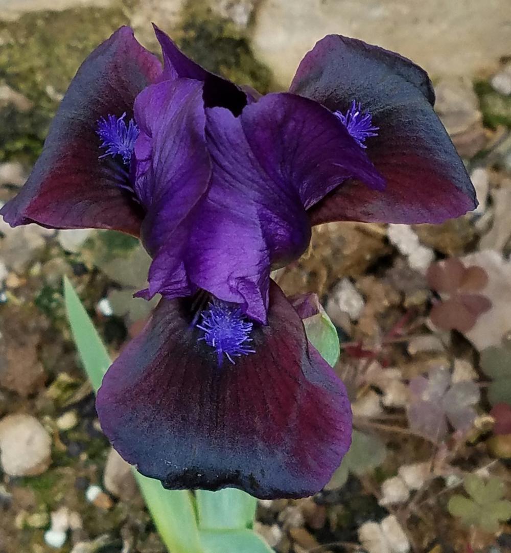 Photo of Standard Dwarf Bearded Iris (Iris 'Plum Wine') uploaded by mesospunky