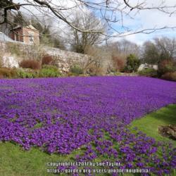 Location: Wallington Hall National Trust garden, Northumberland
Date: 2017-03-07
En masse in the walled garden