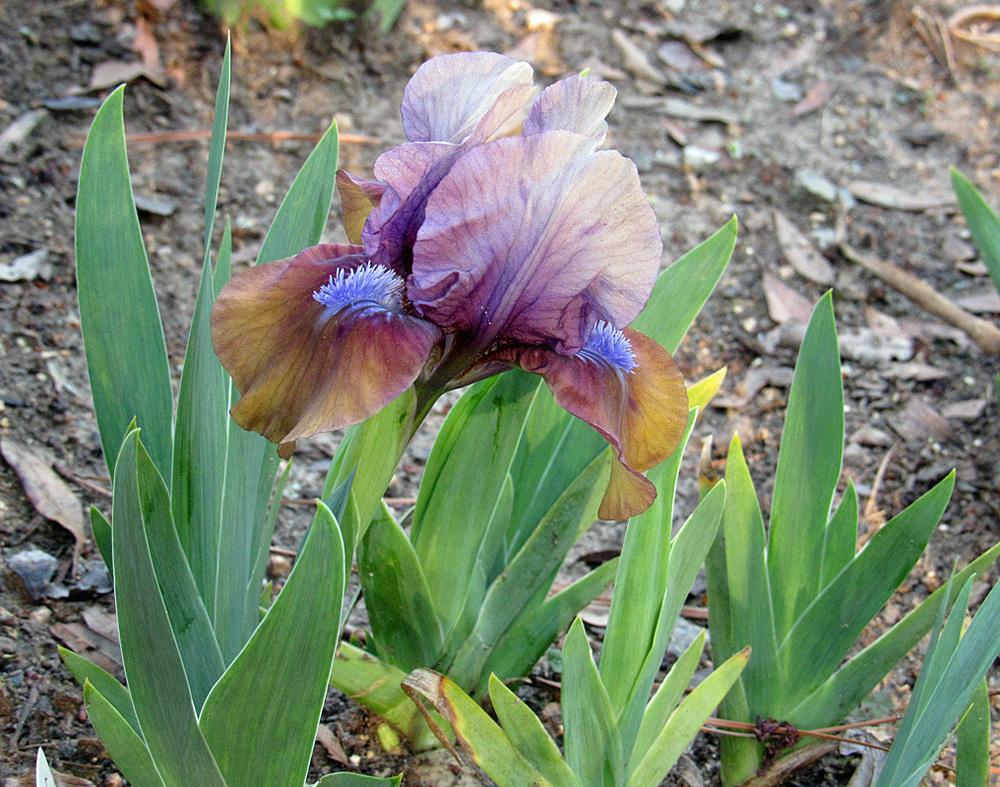 Photo of Standard Dwarf Bearded Iris (Iris 'Gizmo the Gremlin') uploaded by Lestv