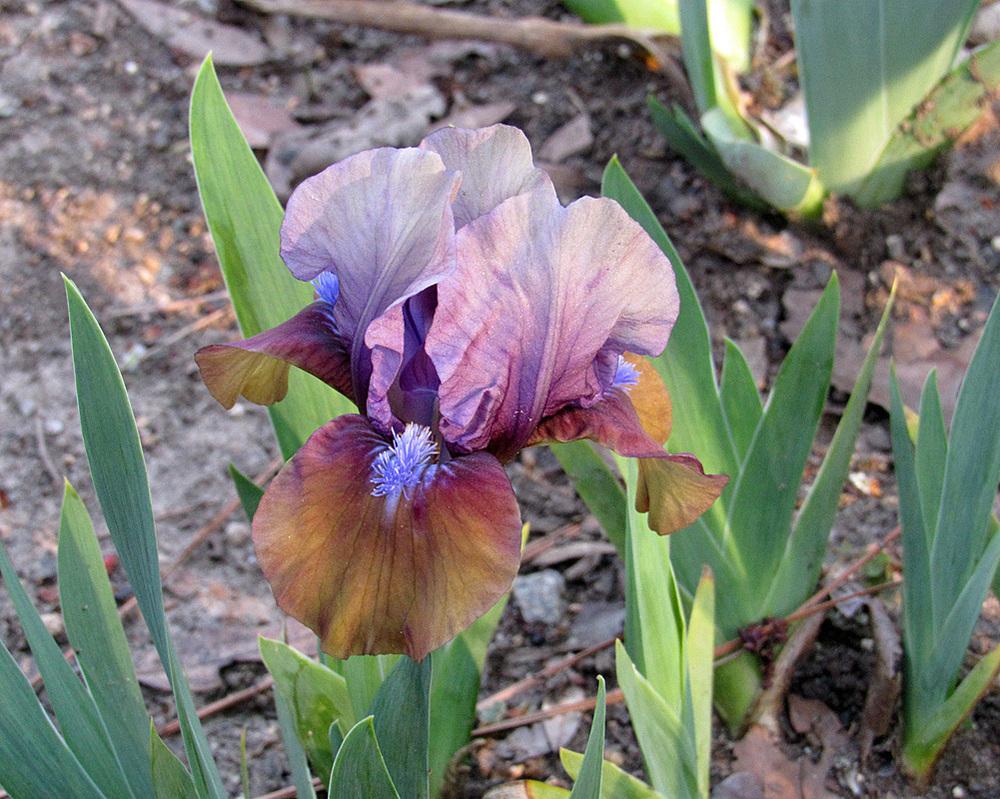 Photo of Standard Dwarf Bearded Iris (Iris 'Gizmo the Gremlin') uploaded by Lestv