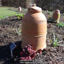 Location: RHS Harlow Carr kitchen garden
Date: 2017-03-09
Old fashioned forcing pots