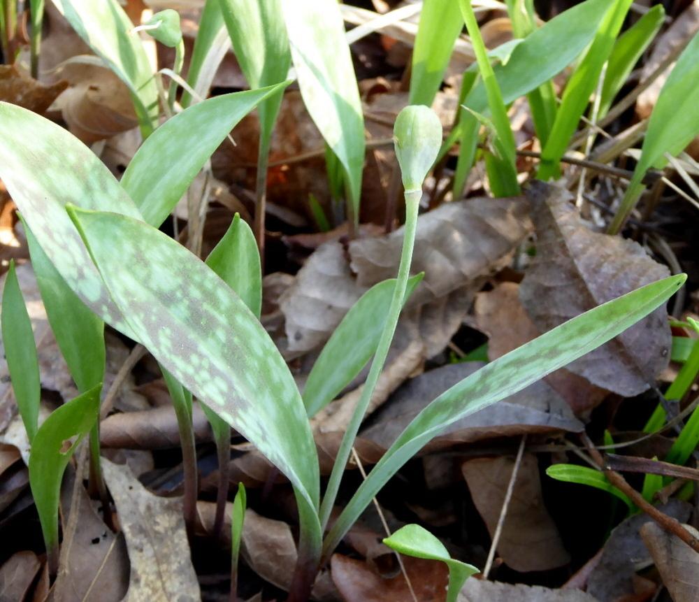 Photo of White Trout-Lily (Erythronium albidum) uploaded by wildflowers
