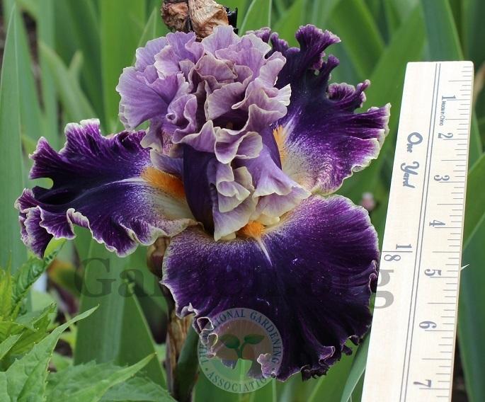 Photo of Tall Bearded Iris (Iris 'Secret Recipe') uploaded by HighdesertNiki