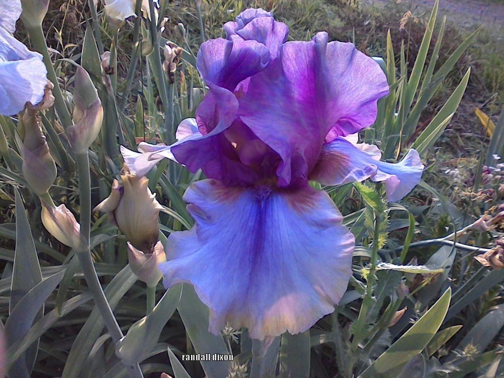 Photo of Tall Bearded Iris (Iris 'American Maid') uploaded by arilbred