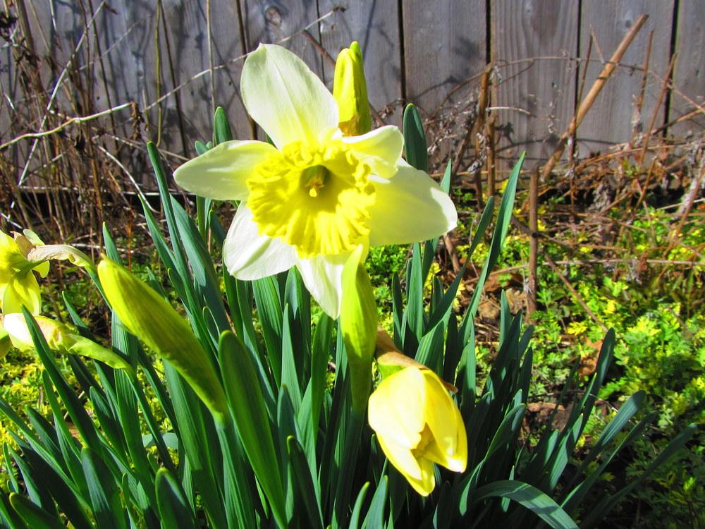 Photo of Large-Cupped Daffodil (Narcissus 'Ice Follies') uploaded by jmorth