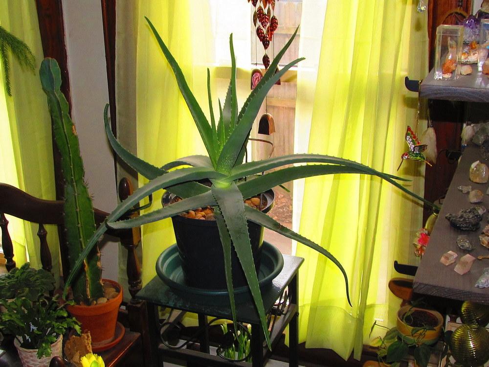Photo of Aloe Vera (Aloe vera) uploaded by jmorth