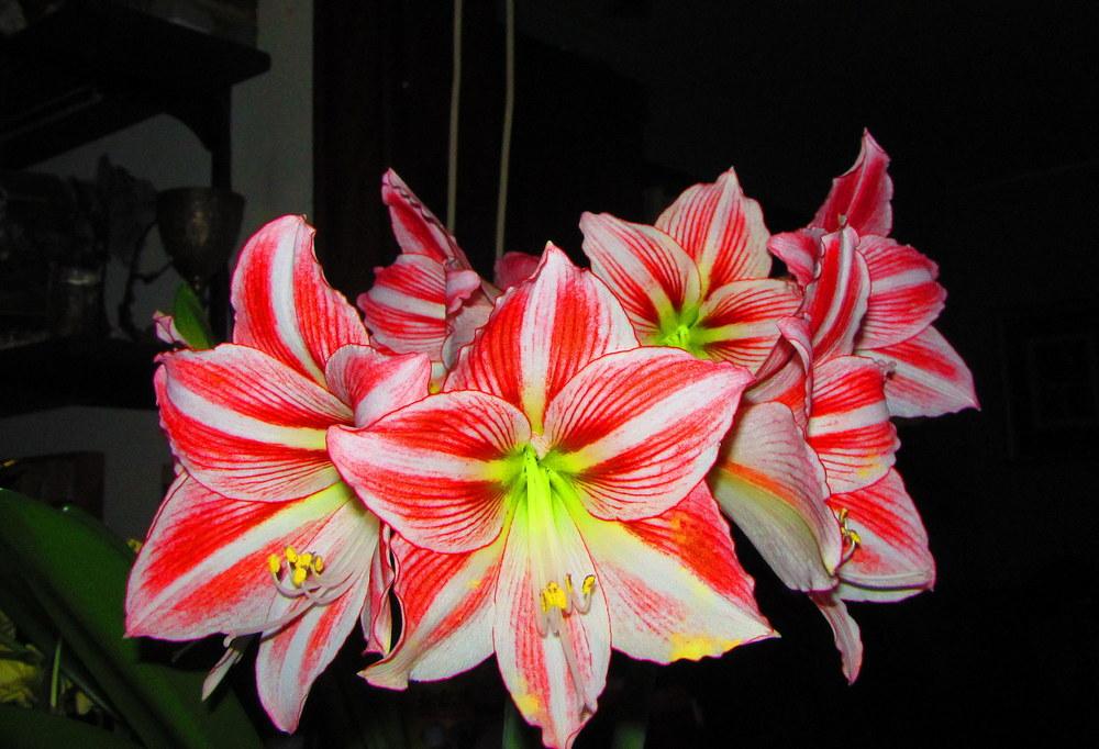 Photo of Amaryllis (Hippeastrum 'Fairy Tale') uploaded by jmorth