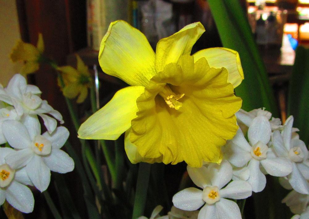 Photo of Trumpet daffodil (Narcissus 'Rijnveld's Early Sensation') uploaded by jmorth