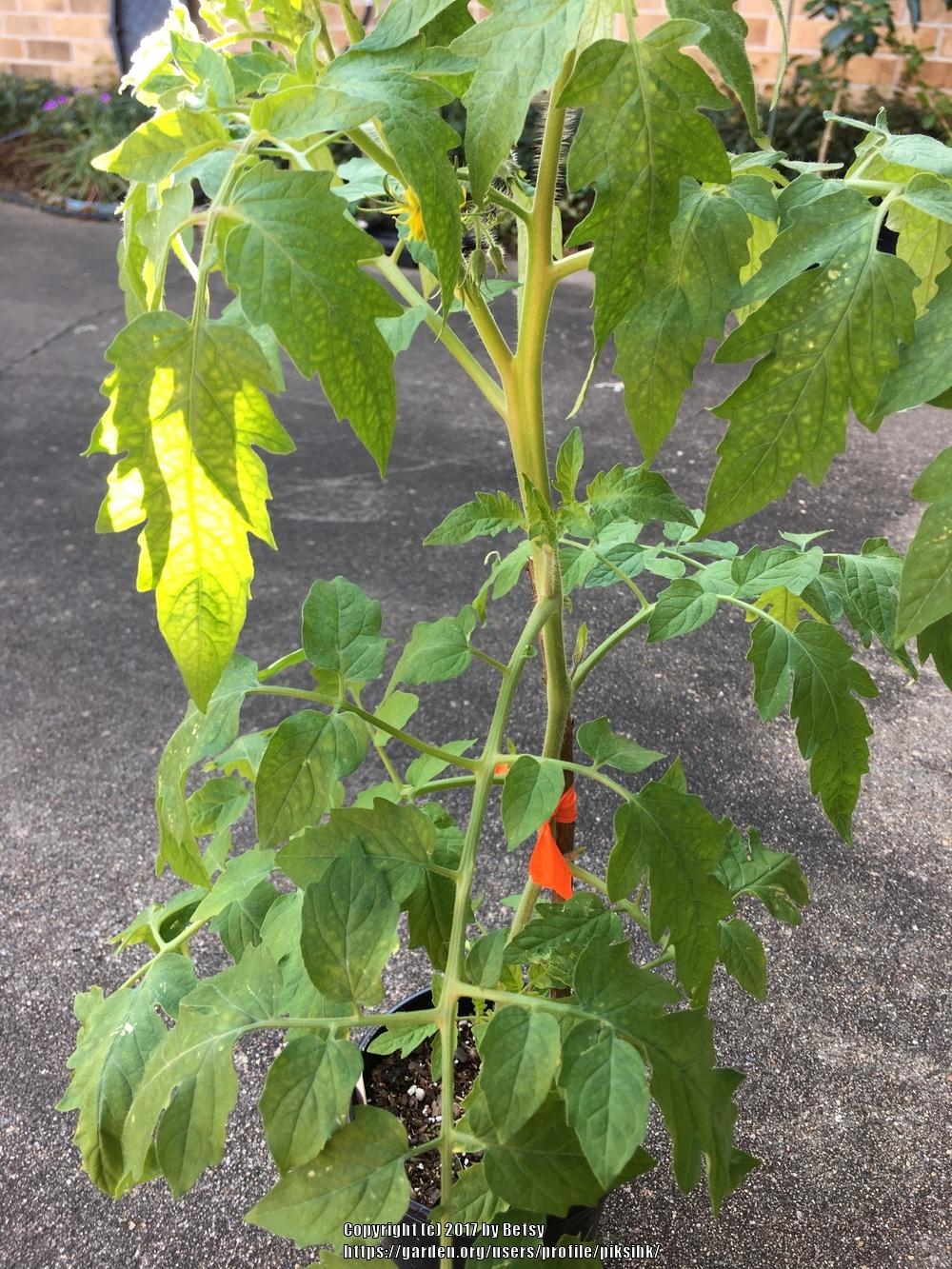 Photo of Tomato (Solanum lycopersicum 'Mortgage Lifter') uploaded by piksihk