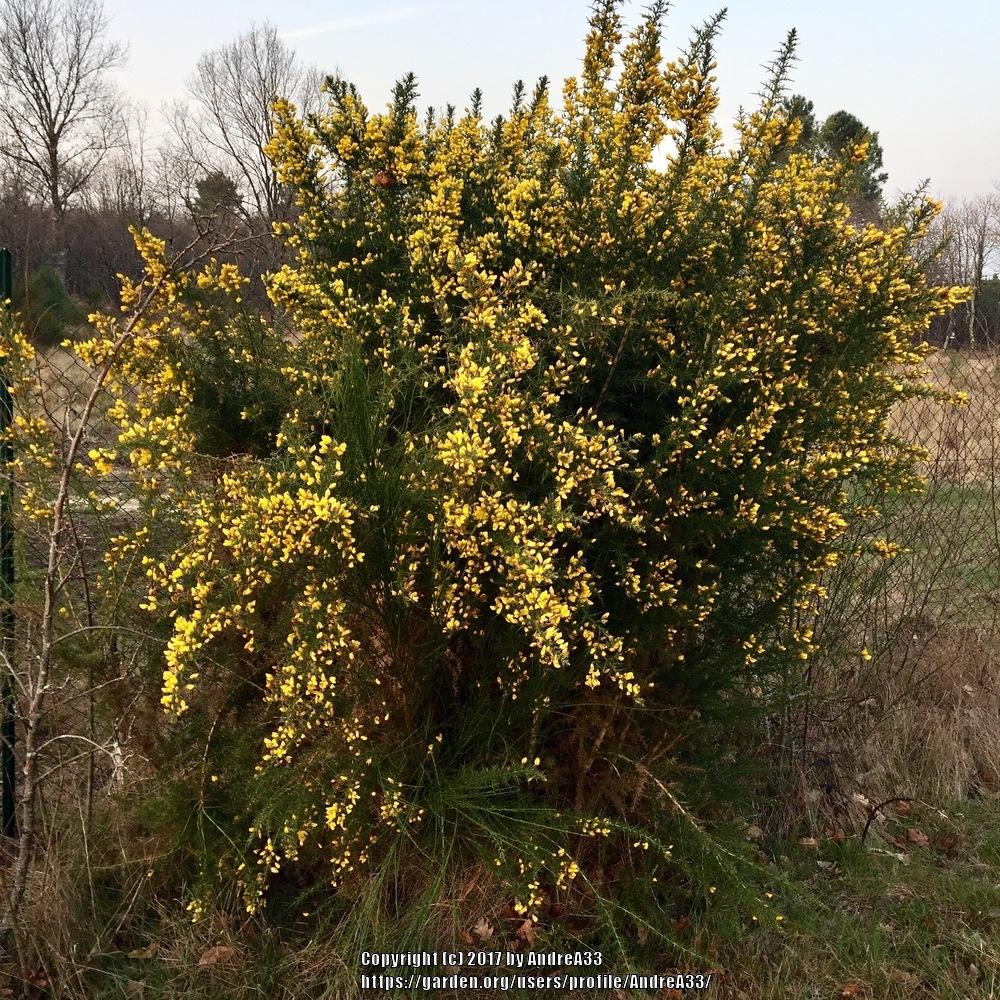 Photo of Gorse (Ulex europaeus) uploaded by AndreA33