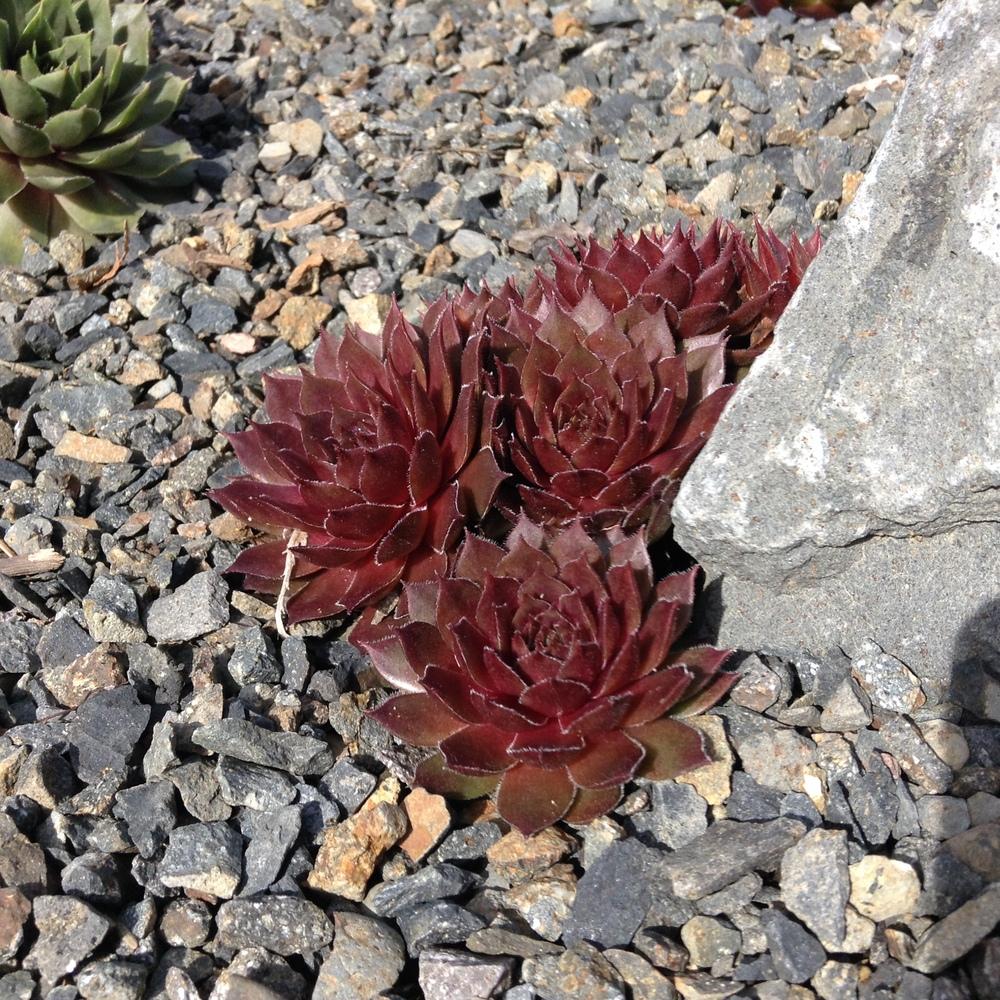 Photo of Hen and Chicks (Sempervivum 'Aglow') uploaded by tcstoehr